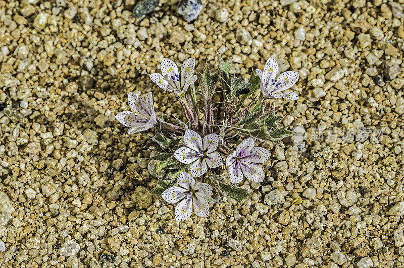 Langloisia setosissima无性系种群。一种叫丁香花的斑点草，发现于加州约书亚树国家公园